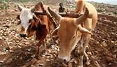Agriculture Project